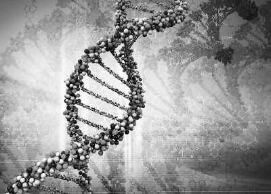 科学家发现DNA生物时钟 人或青春永驻