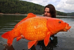 盘点全球动物之最：最大金鱼30磅