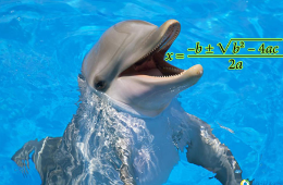 自然界六大算术大师：海豚是“数学天才”