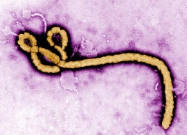 埃博拉传染力不会增强 年龄越大死亡越高