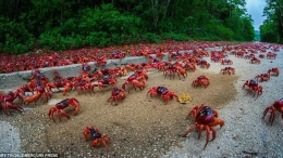 澳洲红蟹大迁移  盘点动物世界十大迁徙事件