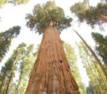 世界上十大最古老的树 最久的存在8万年前