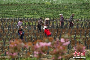 惠农政策发布：培训新型职业农民一百万人
