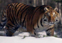 地球上10大体型最大的猫科动物：猎豹第七