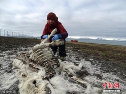 北极地区约200头驯鹿饿死 或是因气候变化