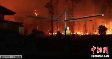澳丛林大火肆虐三人死亡 350只考拉被烧死