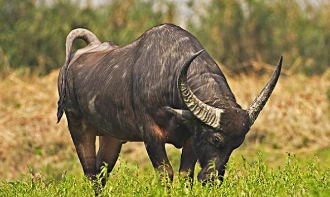 不堪干旱！纳米比亚宣布拍卖100头野生水牛