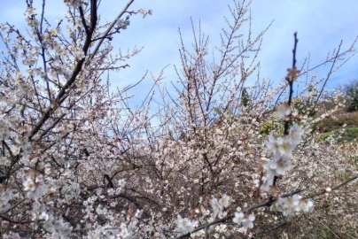 贵州八大赏花点新鲜出炉 春季赏花时间大全