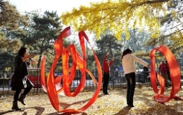 北京银杏树林美景吸引市民