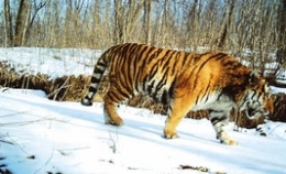 吉林珲春拍到4只野生东北虎、远东豹(图)