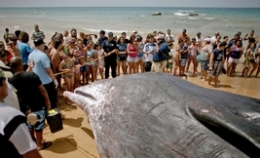 一头巨大抹香鲸在波多黎各海滩搁浅死亡