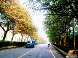 武汉一条马路两边法桐呈“春秋两景”