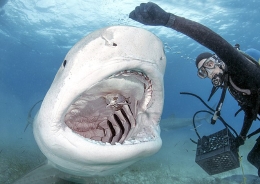 巴哈马潜水员徒手喂食虎鲨