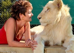 南非一女子和宠物雄狮亲密无间