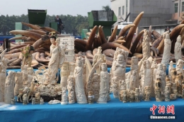 中国公开在东莞销毁6.1吨执法查没象牙