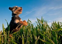 宠物狗飞翔跳跃的幸福时刻