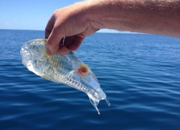 新西兰渔民捕到“透明虾” 晶莹剔透似果冻