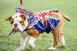 各路名犬亮相英国狗展比拼时尚