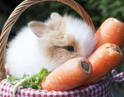 治疗产后抑郁新方法 养殖宠物兔