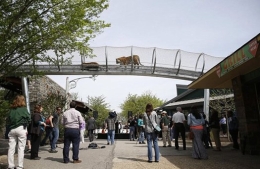 美动物园1400万元打造“虎行天桥”