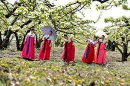 凯风印象：梨花树下的朝鲜族姑娘