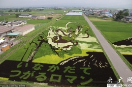 日本农民用稻米种出飞天仙女画