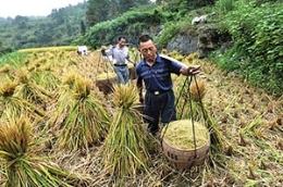 即将消失的传统水稻收割方式