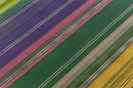 摄影师航拍遍野郁金香 似彩色地毯