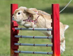 德国举办兔子跨栏比赛：萌态十足滑稽可爱