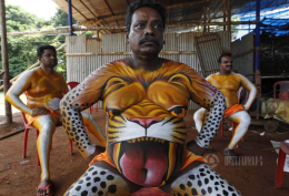 印度艺术家彩绘人体老虎庆祝丰收