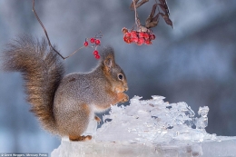 冬日觅食的红松鼠