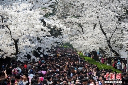 武大樱花盛开 数万游客挤爆校园