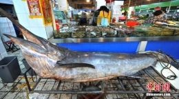 青岛渔民捕获690斤“箭鱼王”再破纪录