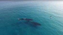 澳两巨鲸近海漫游与冲浪者近在咫尺