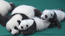 成都：今年新生双胞胎大熊猫集体亮相