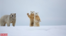 北极熊向摄影师镜头“挥手”瞬间