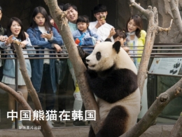 中国熊猫在韩国