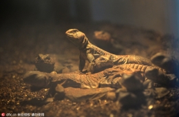 苏丹三种野生动物首次到达北京 繁殖后将投入宠物市场