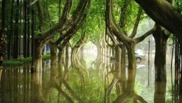 暴雨过后 苦中作乐南京理工大学变“奇幻森林”