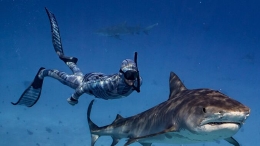 科学家发明“隐身潜水服” 可与鲨鱼同游