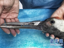 丹顶鹤上喙断裂 被装上3D打印钛合金嘴