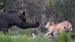 摄影师近距离拍狼群偷抢棕熊食物