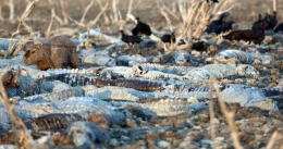 巴拉圭干旱致数百鳄鱼丧生 惨变秃鹫腹中餐