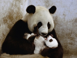 大熊猫降为“易危” 还有啥物种保护级别也降低呢？
