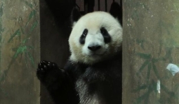 大熊猫“成就”“双好”杭州新家卖萌[组图]