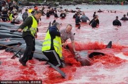 法罗群岛集体捕杀巨头鲸 每年宰杀近千条