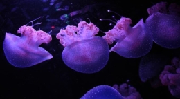 马德里水族馆中展出白斑水母 闪闪发亮摇曳灵动身姿