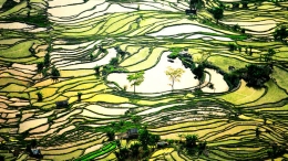 盘点全球生态治理中的中国“绿坐标”