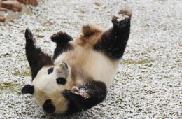 长春迎首场降雪 熊猫雪地撒欢