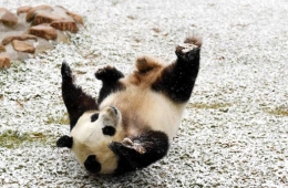 长春迎首场降雪 熊猫雪地撒欢